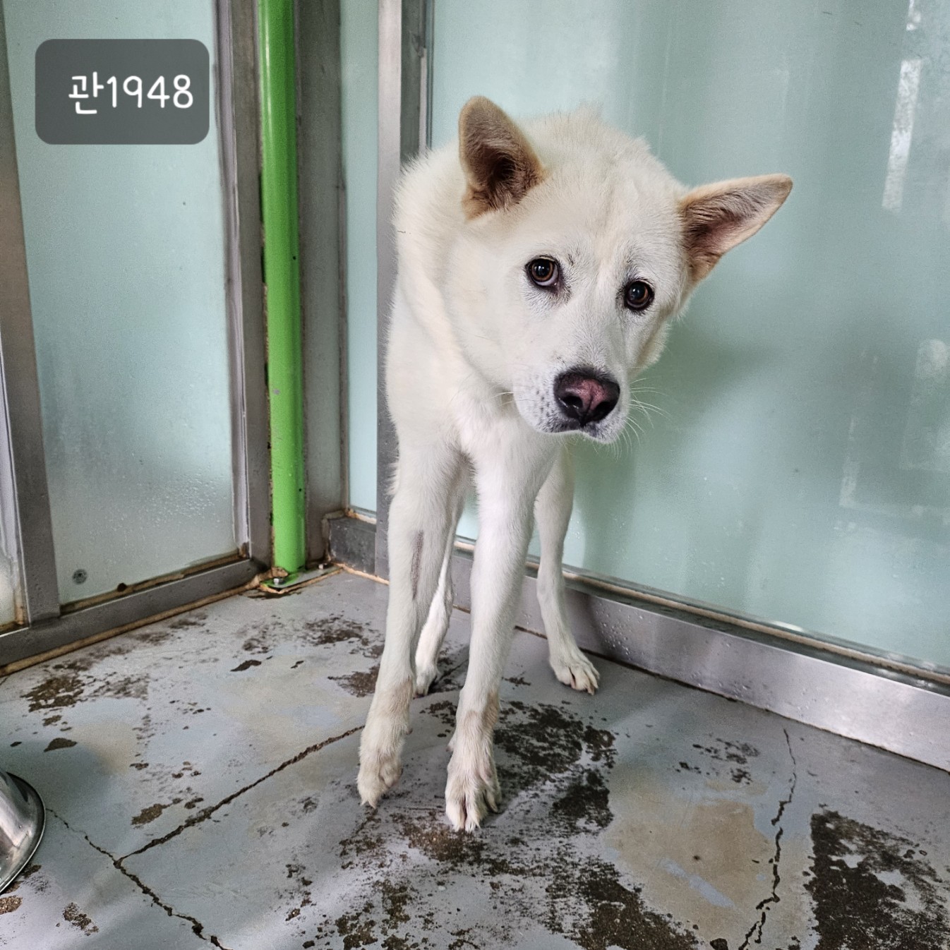 보호중 믹스견의 가…
