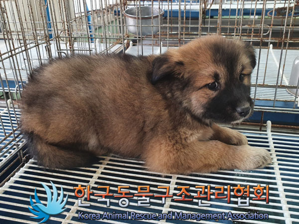 한국동물구조관리협회_411310202300479