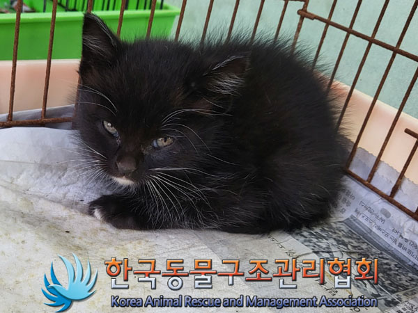 한국동물구조관리협회_411307202300420