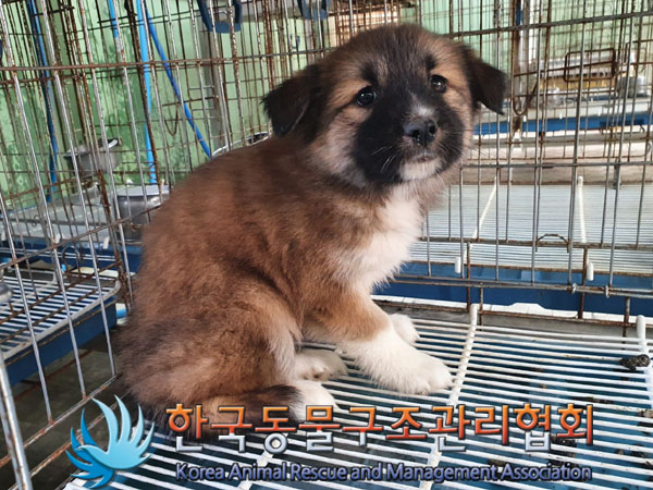 한국동물구조관리협회_411310202300480
