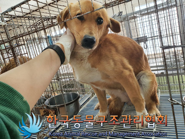 한국동물구조관리협회_441560202301368