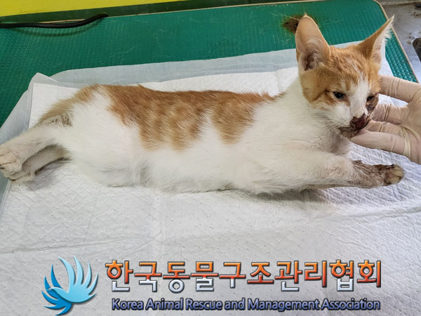 한국동물구조관리협회_411300202300406
