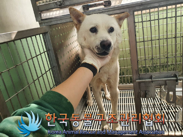 종료(안락사) 믹스…