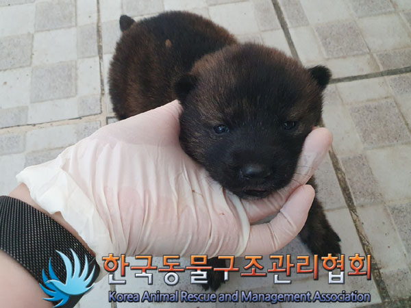종료(안락사) 믹스…