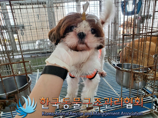 한국동물구조관리협회_441560202301370