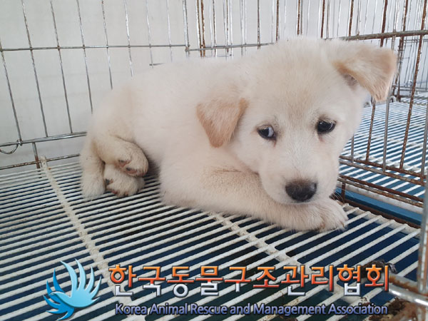 한국동물구조관리협회_411310202300483