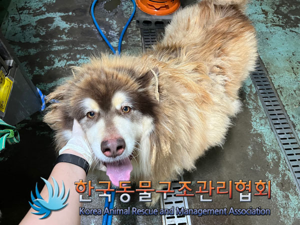 한국동물구조관리협회_441560202301373
