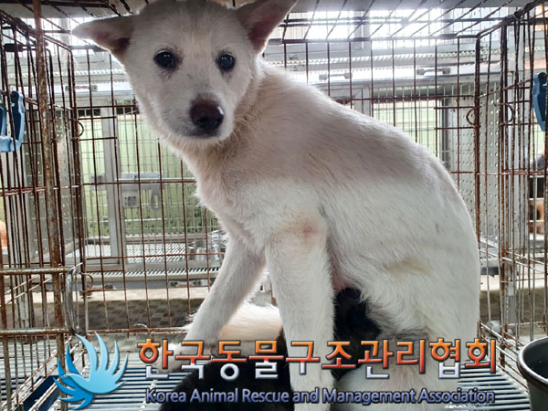 종료(안락사) 믹스…