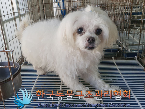 종료(자연사) 말티…
