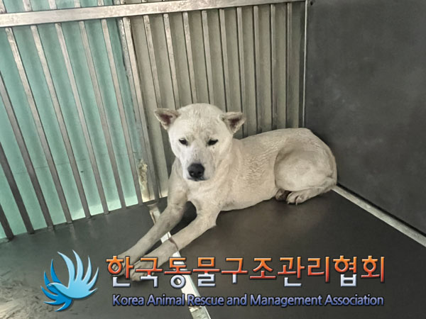 종료(안락사) 믹스…