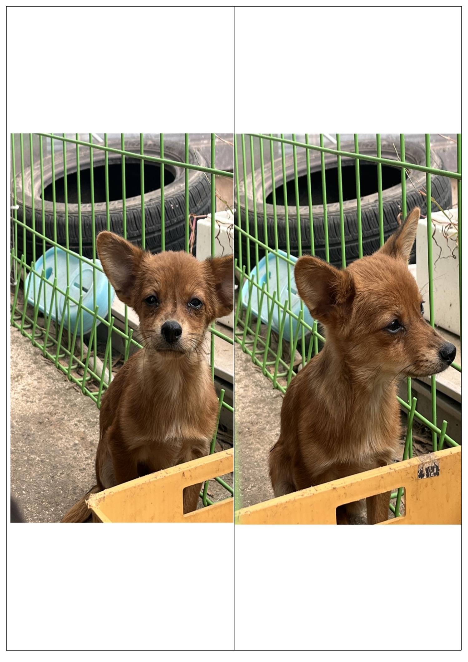 영덕유기동물보호센터_447518202300376
