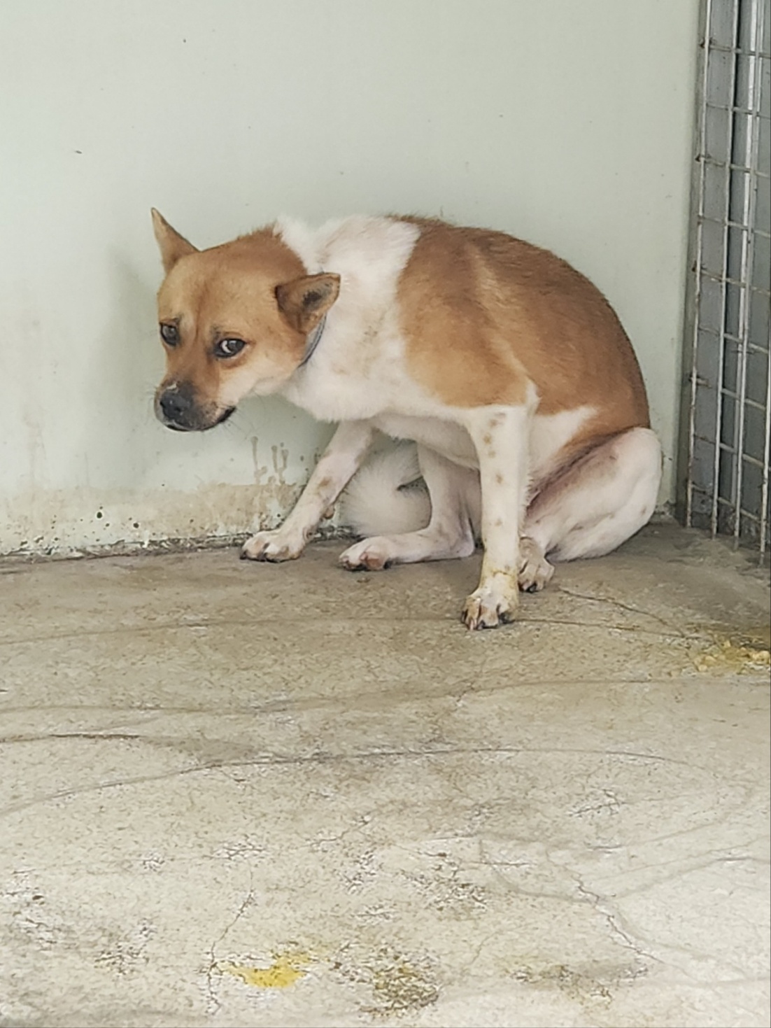 예천군유기동물보호소_447523202300456