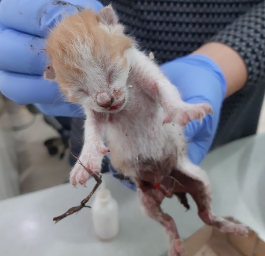 보호중 한국 고양이…