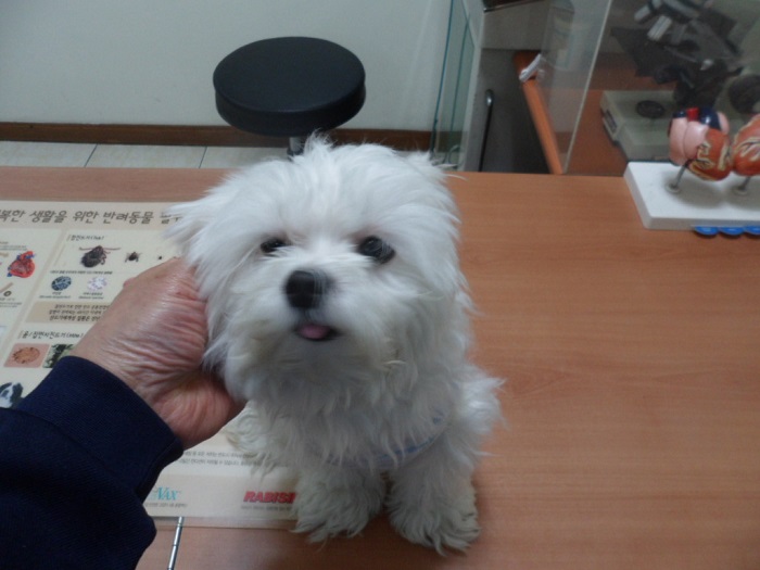 강현림동물병원_411314202300574