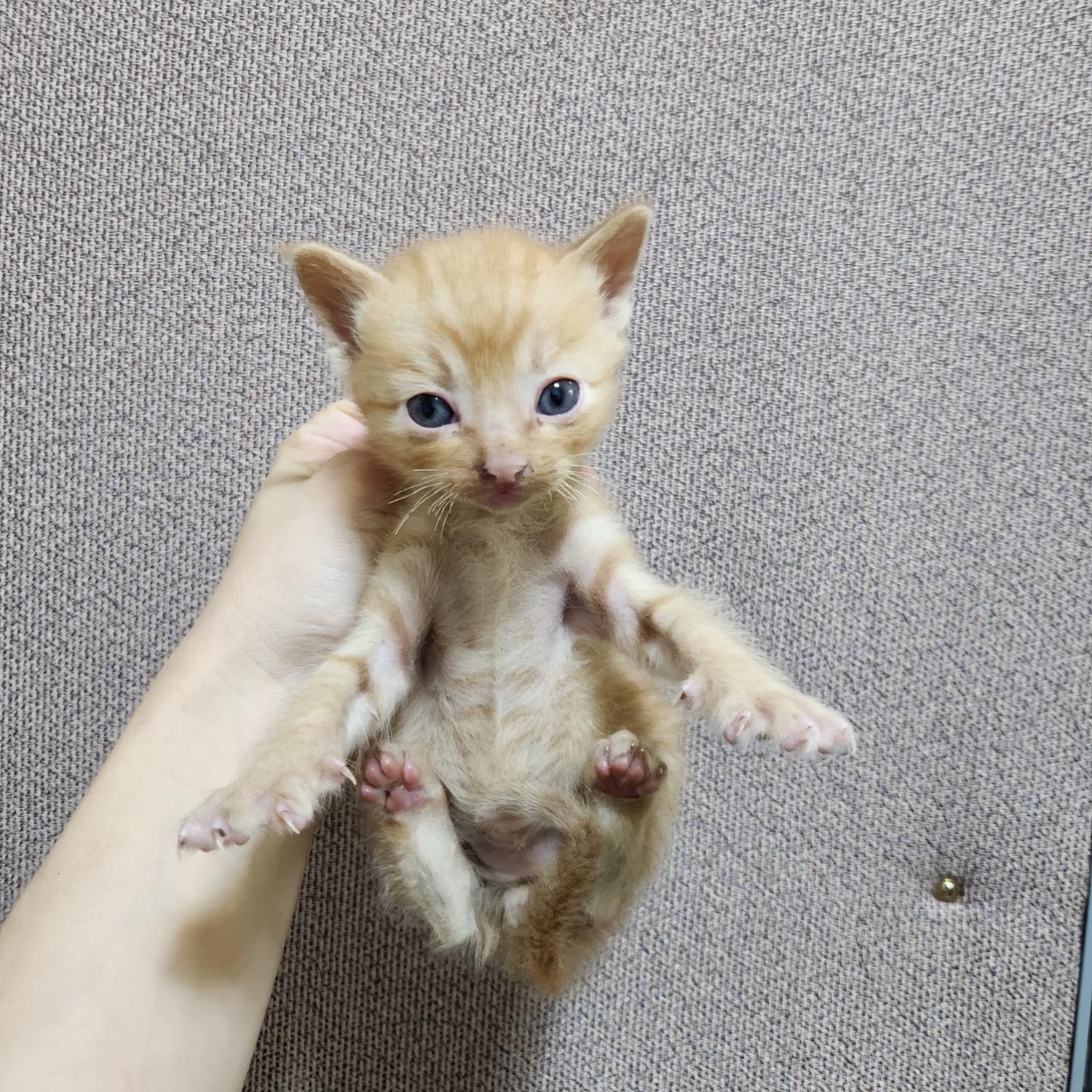 부산동물보호센터_426326202300586