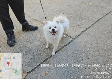 종료(반환) 믹스견…