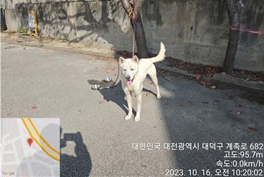 보호중 진도견의 가…