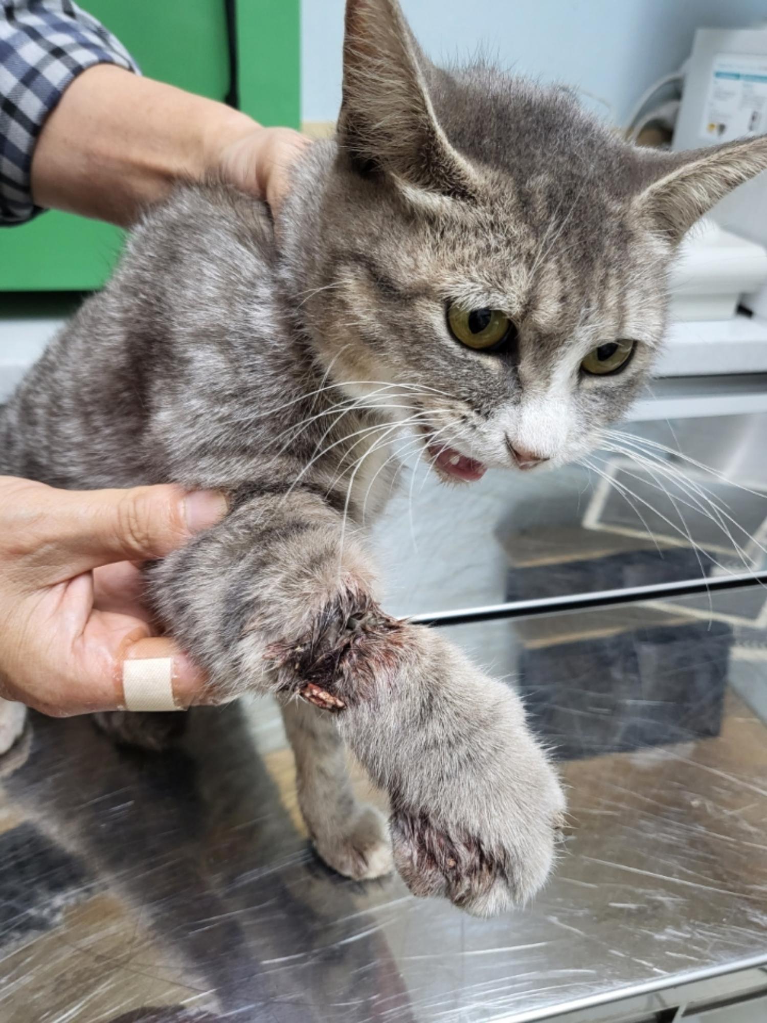 보호중 한국 고양이…