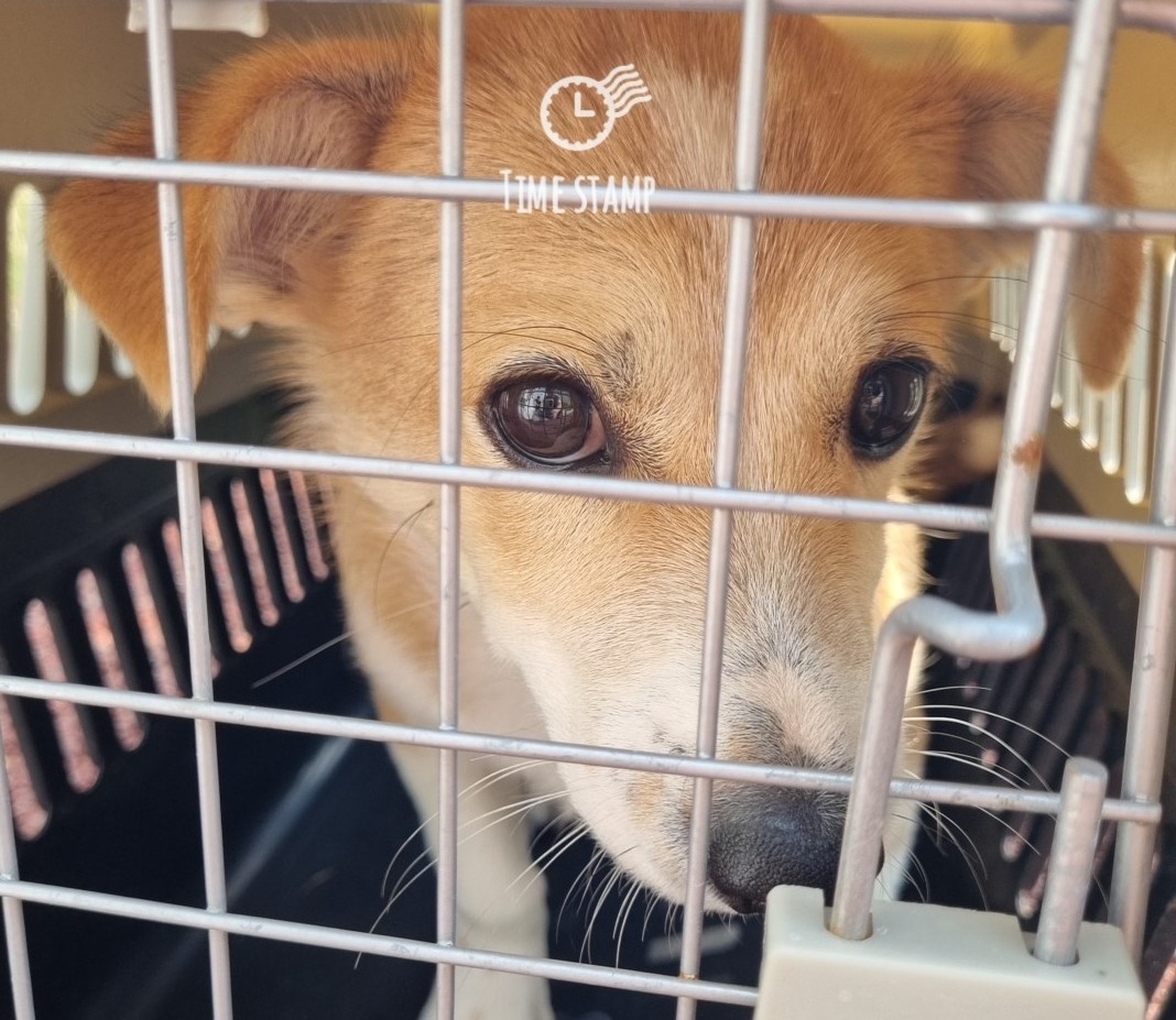 울산유기동물보호센터_431372202300573