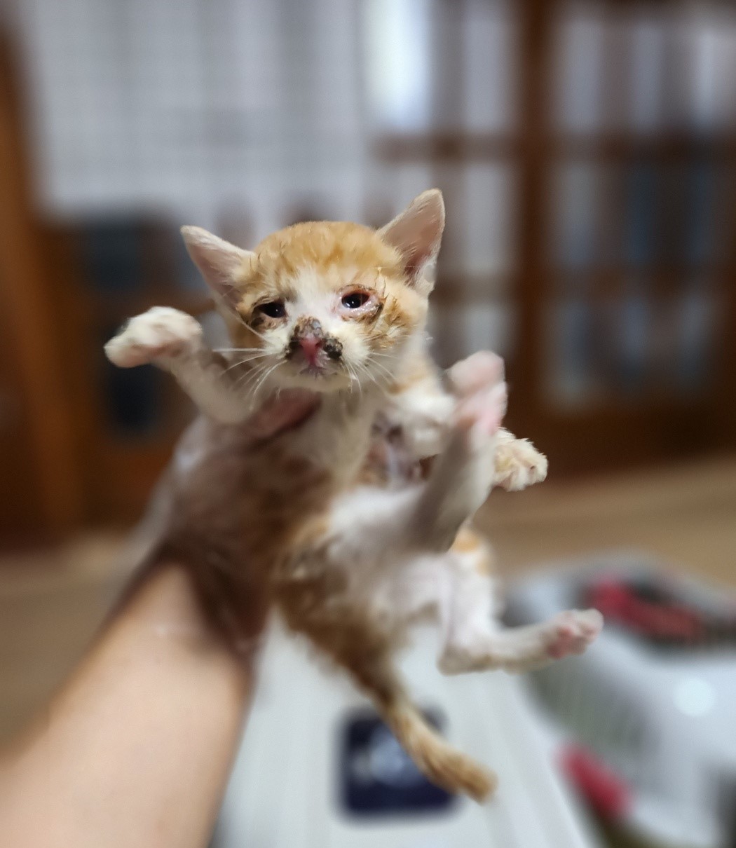 종료(자연사) 한국…