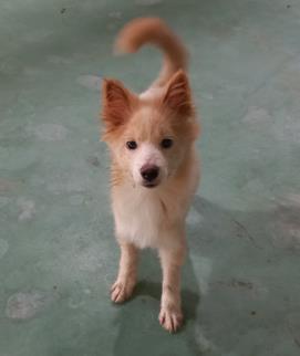 남부여동물보호소_444457202300554