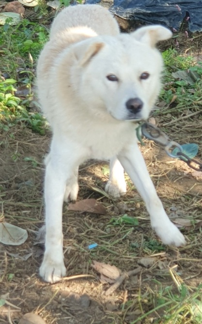 구례군동물보호센터_446487202300194