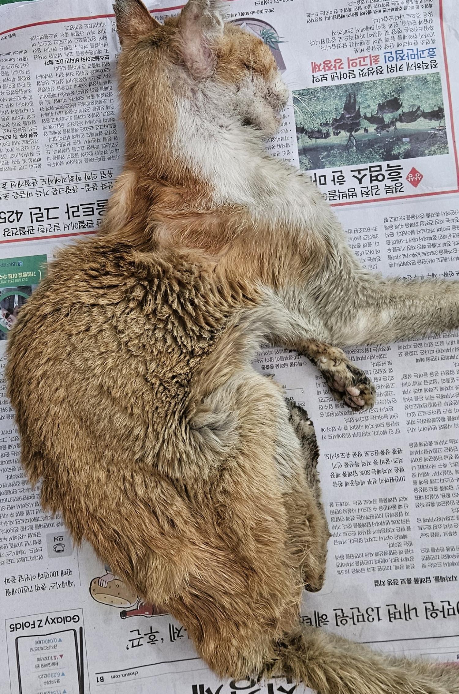 종료(자연사) 한국…