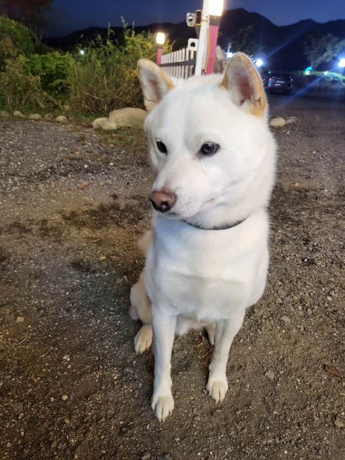종료(반환) 진도견…