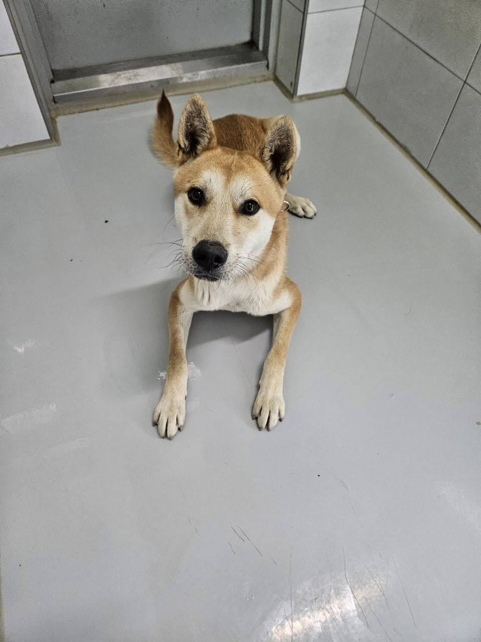 아산동물복지지원센터_444452202301895