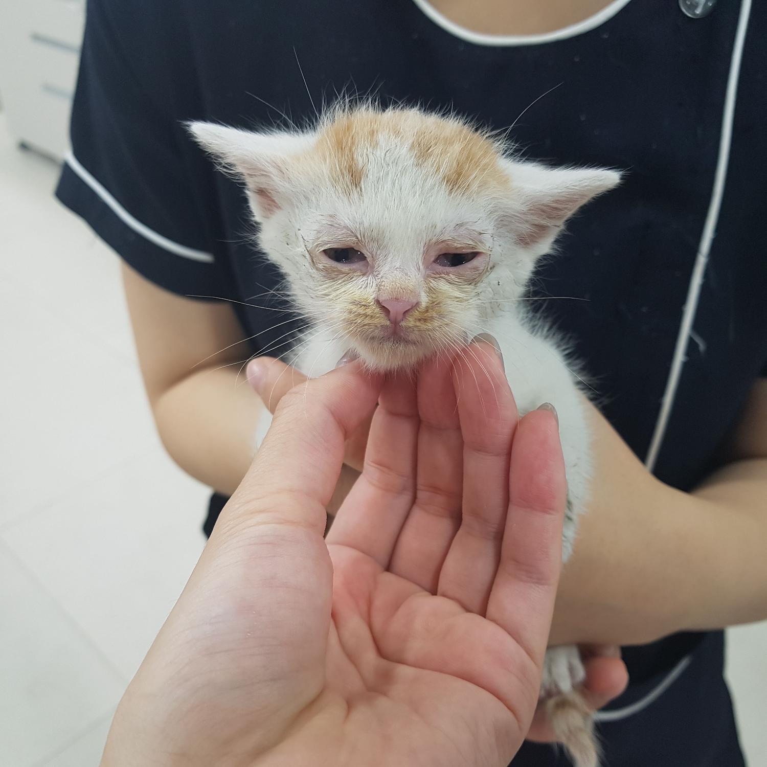 늘푸른동물병원_445464202303523
