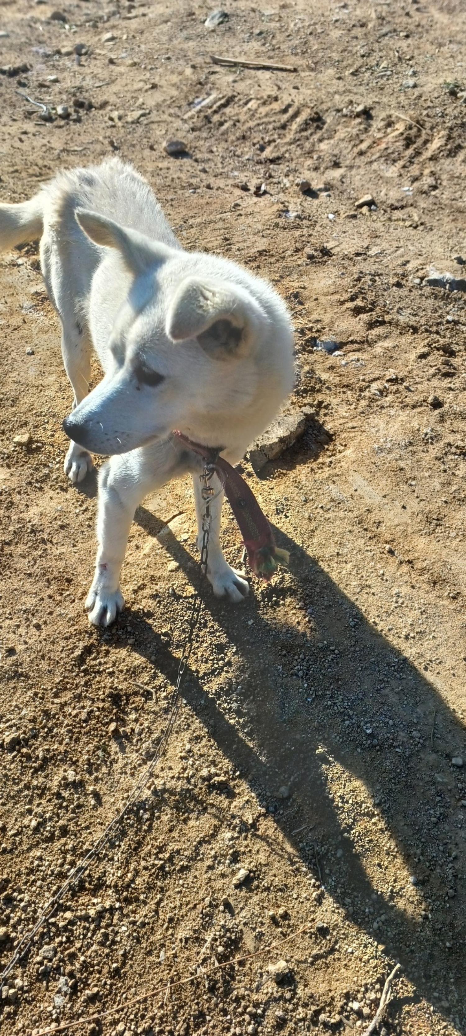 홍천군유기동물보호소_442425202300434