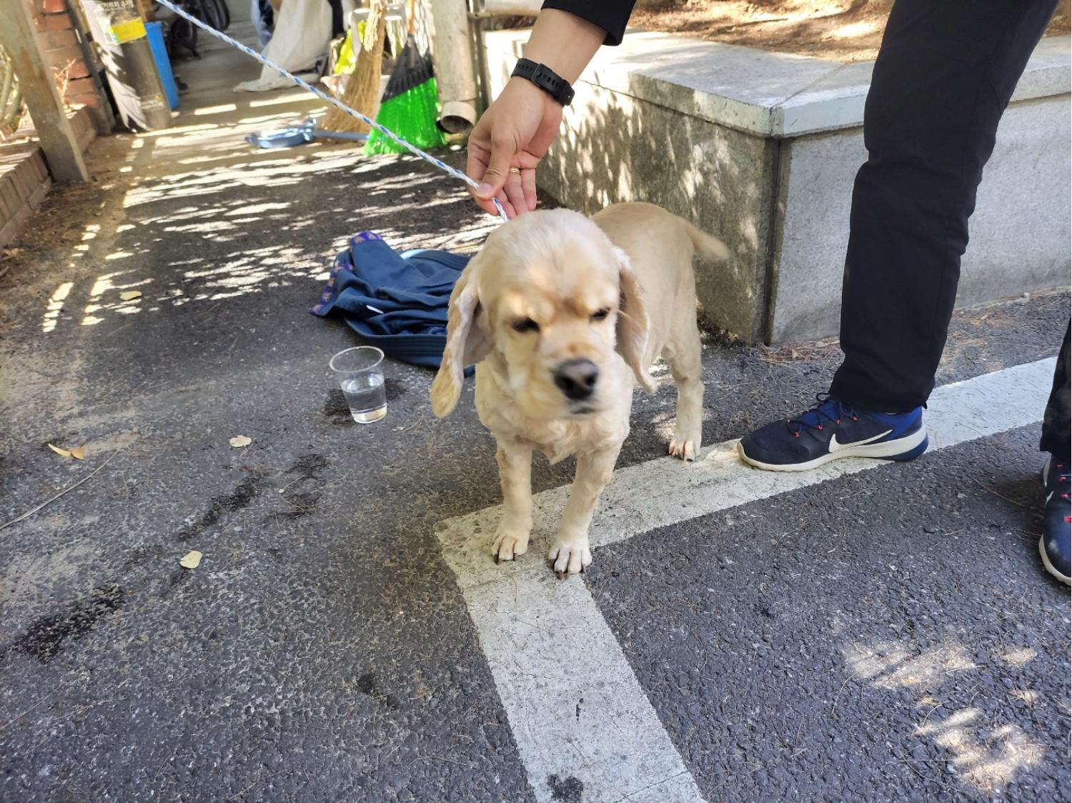 고양시동물보호센터_441394202302126