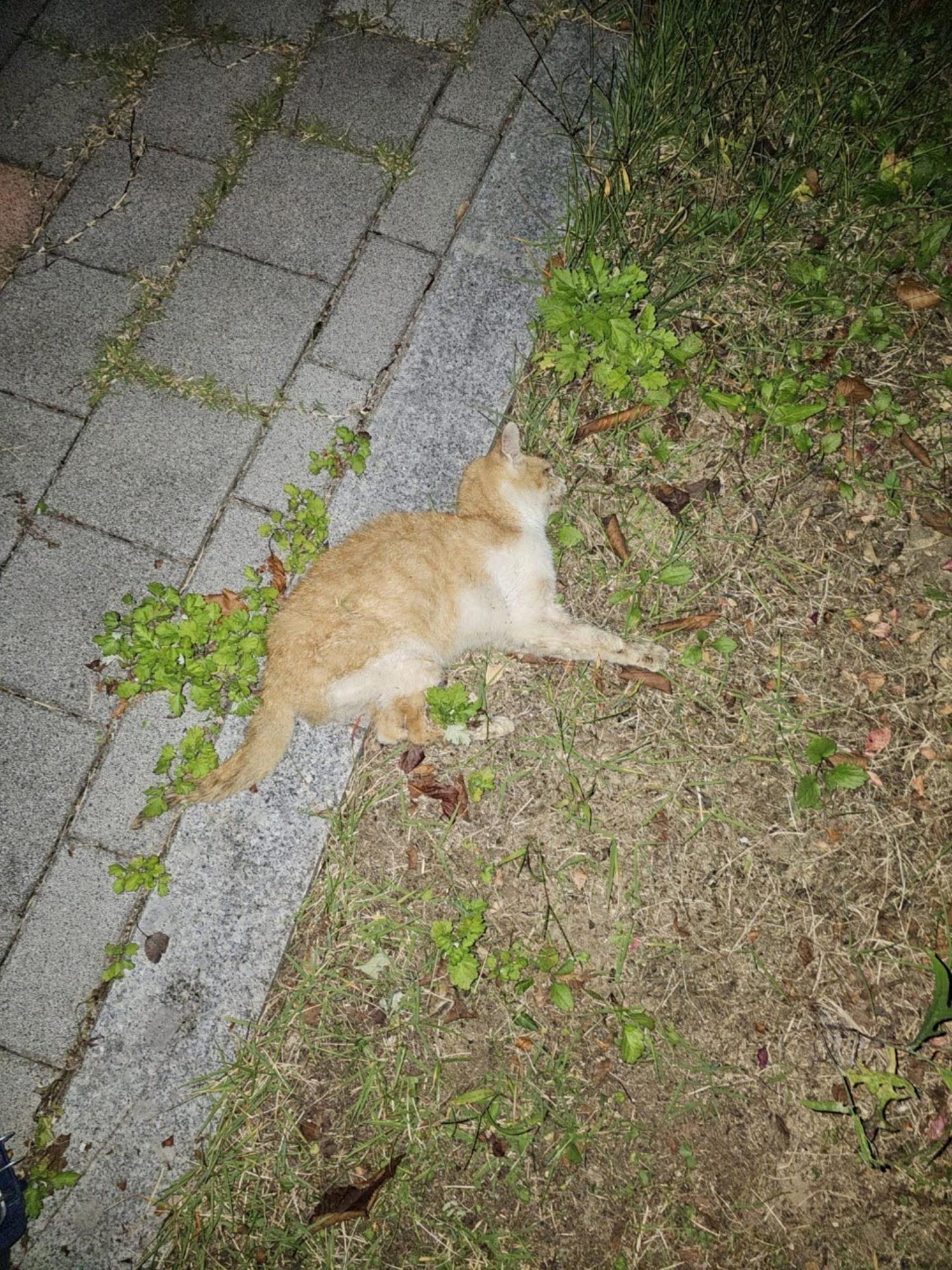아산동물복지지원센터_444452202301899