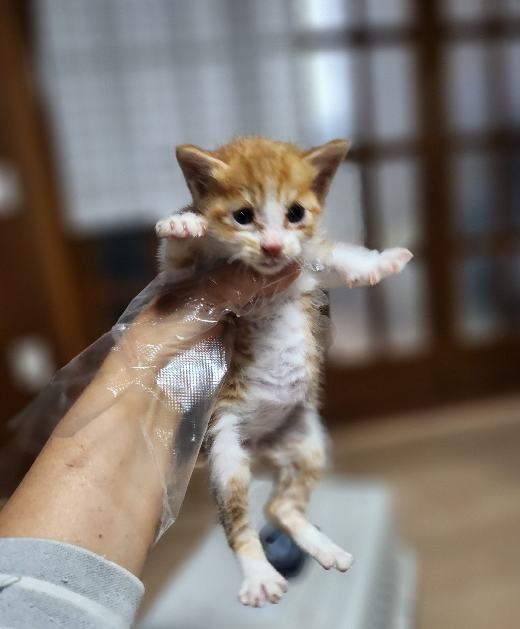 울산유기동물보호센터_431373202301121