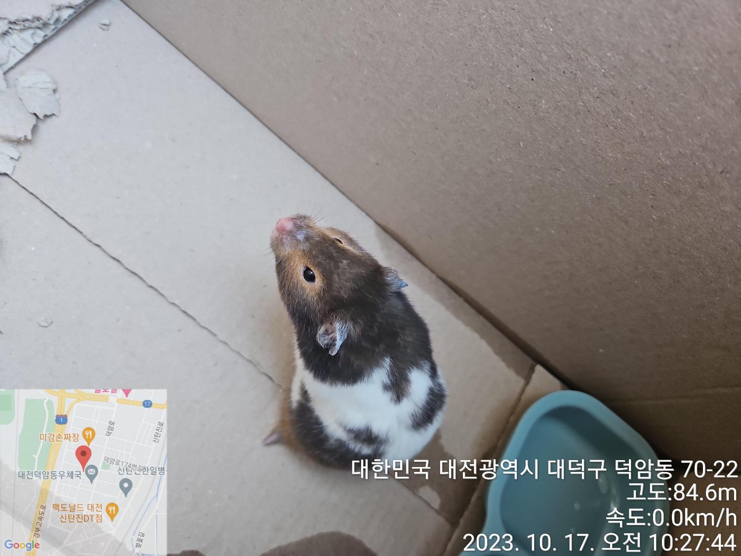 대전동물보호센터_430368202300464