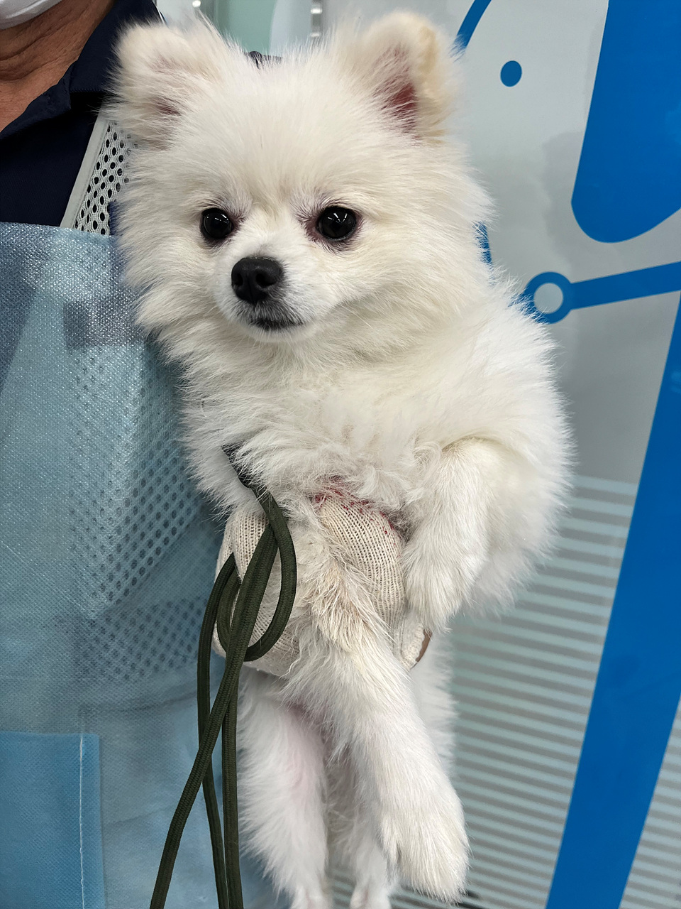 종료(입양) 포메라…