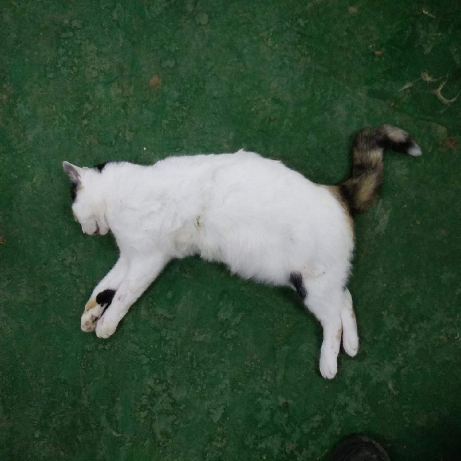 종료(자연사) 한국…