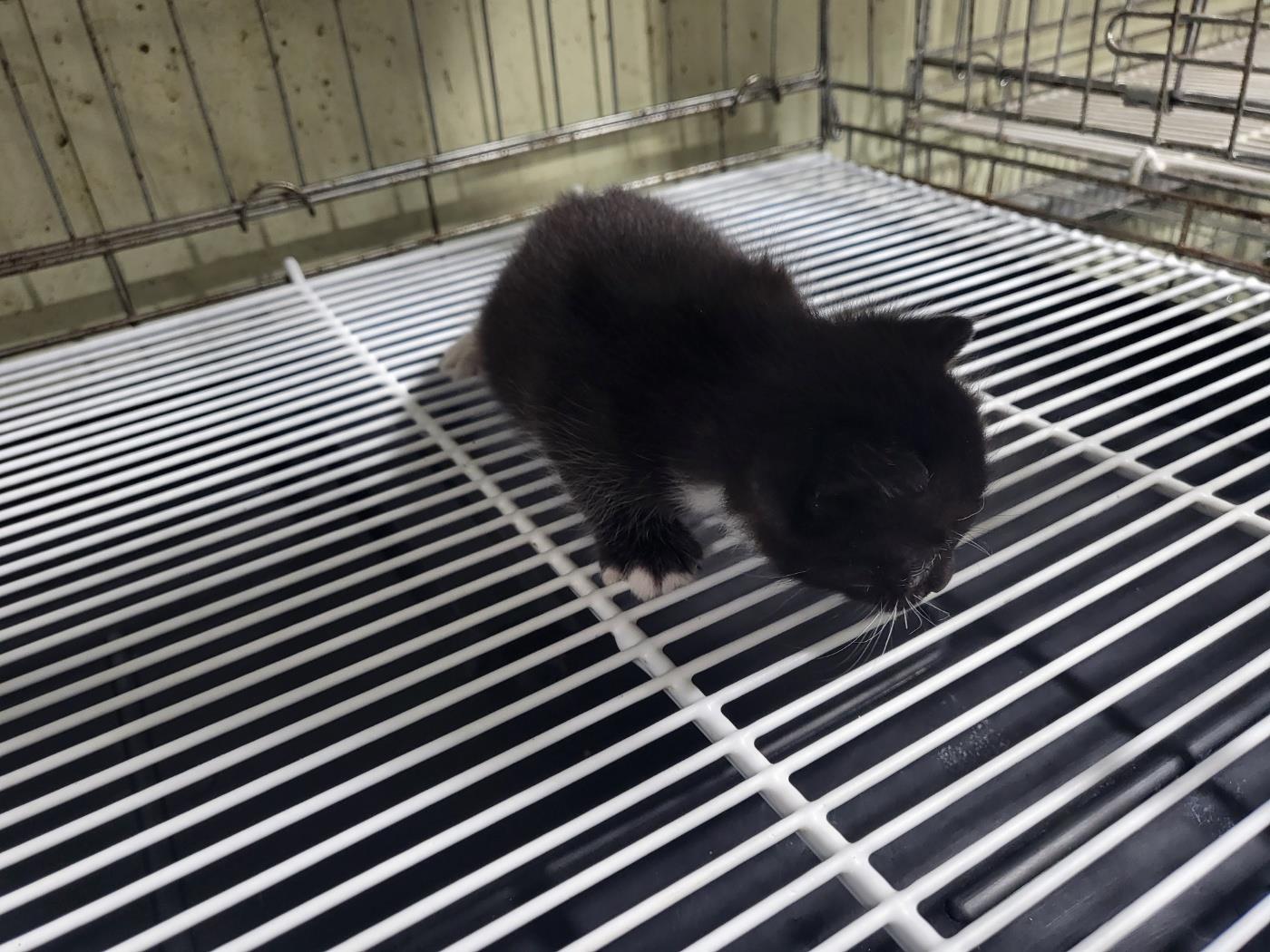 보호중 한국 고양이…