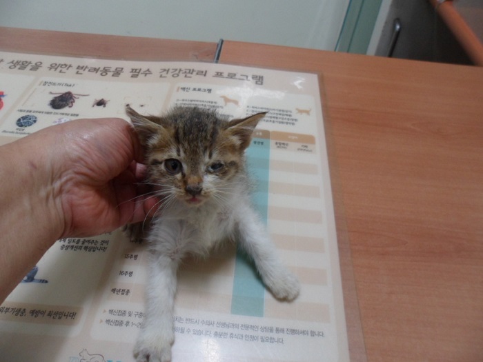 종료(자연사) 한국…