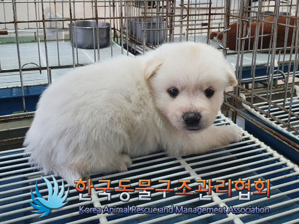 한국동물구조관리협회_441409202301658