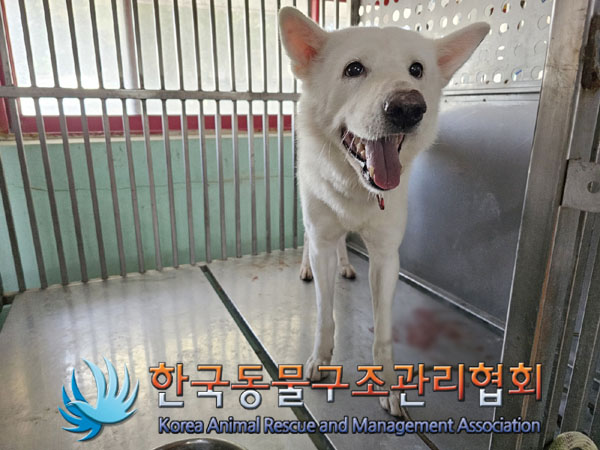 한국동물구조관리협회_441409202301662