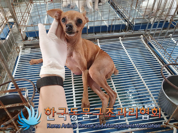 한국동물구조관리협회_441559202300991
