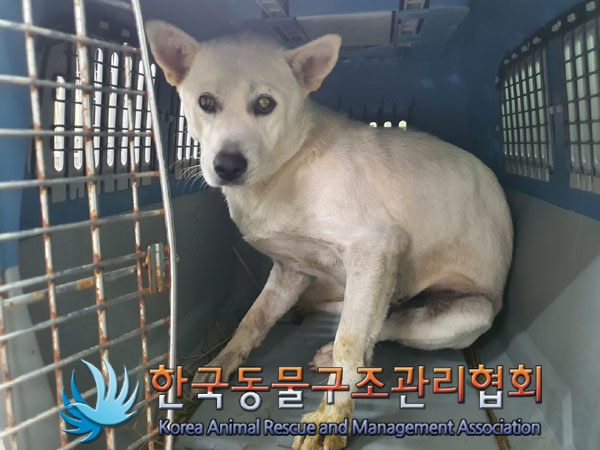 한국동물구조관리협회_441559202300995