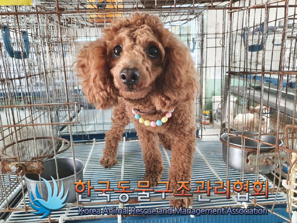 보호중 푸들의 가족…