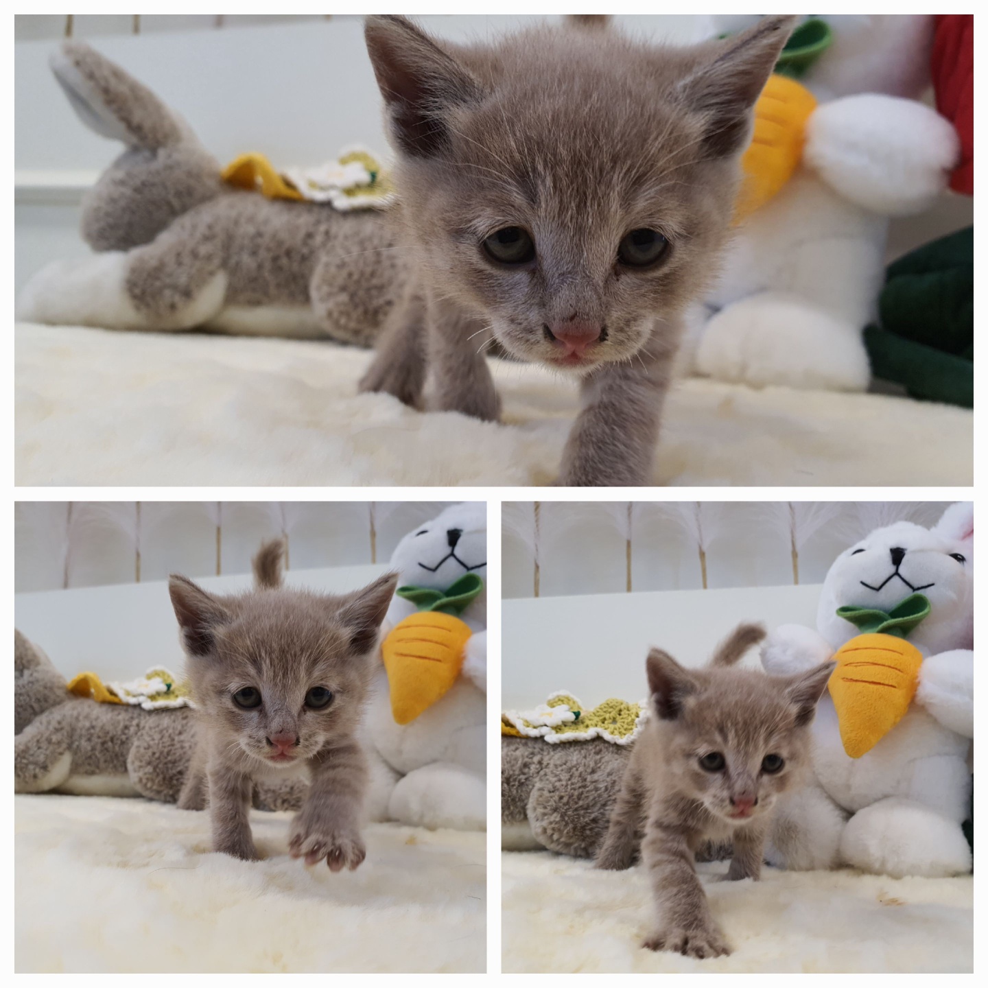 경주동물사랑보호센터_447505202301050