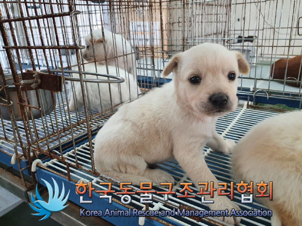 한국동물구조관리협회_441409202301656