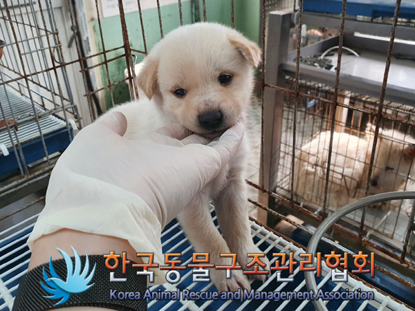 종료(안락사) 믹스…