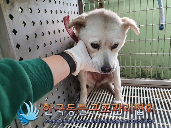 한국동물구조관리협회_441559202300992