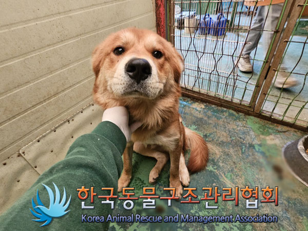 종료(안락사) 믹스…