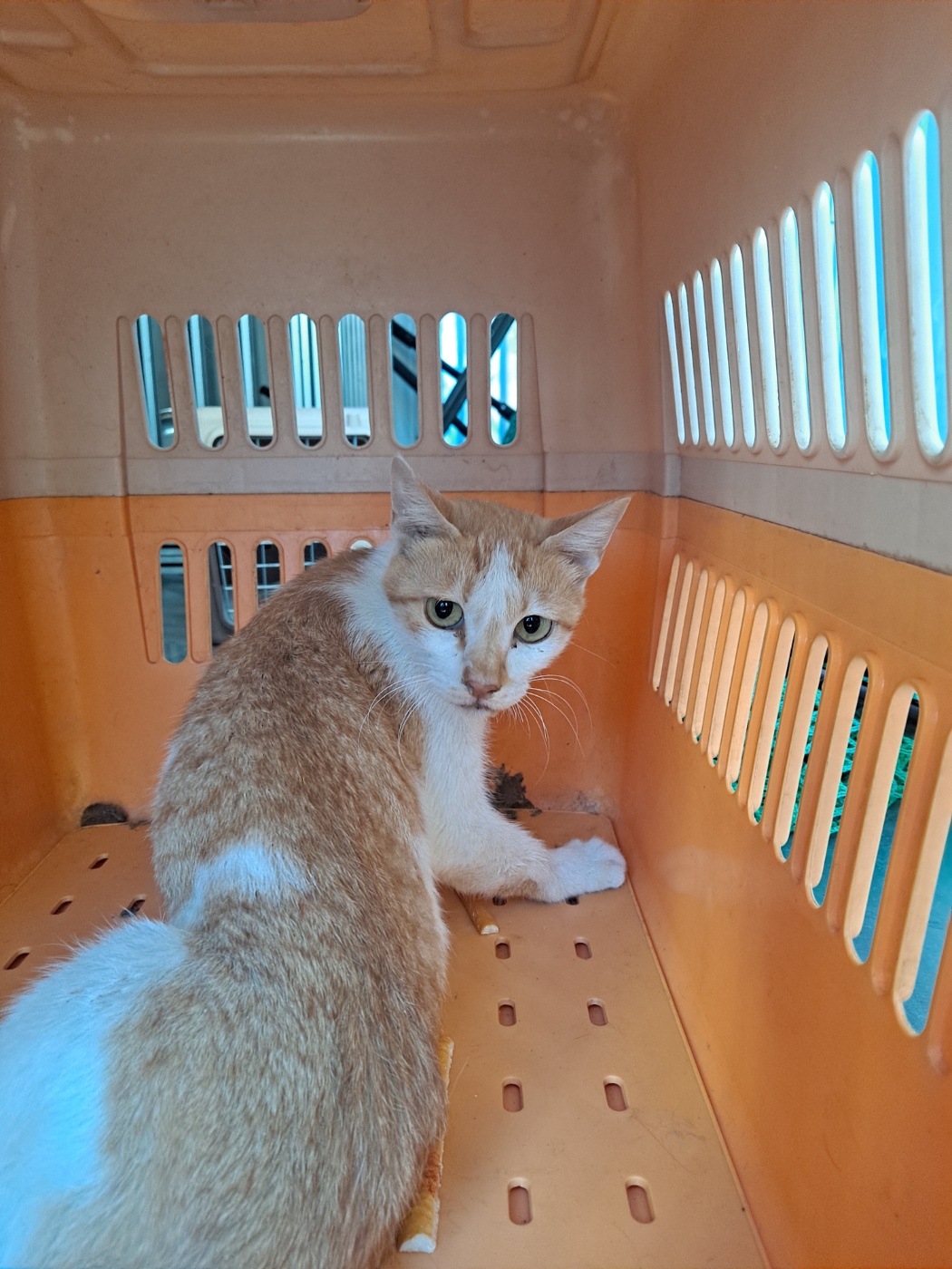 거제시유기동물보호소_448537202301103